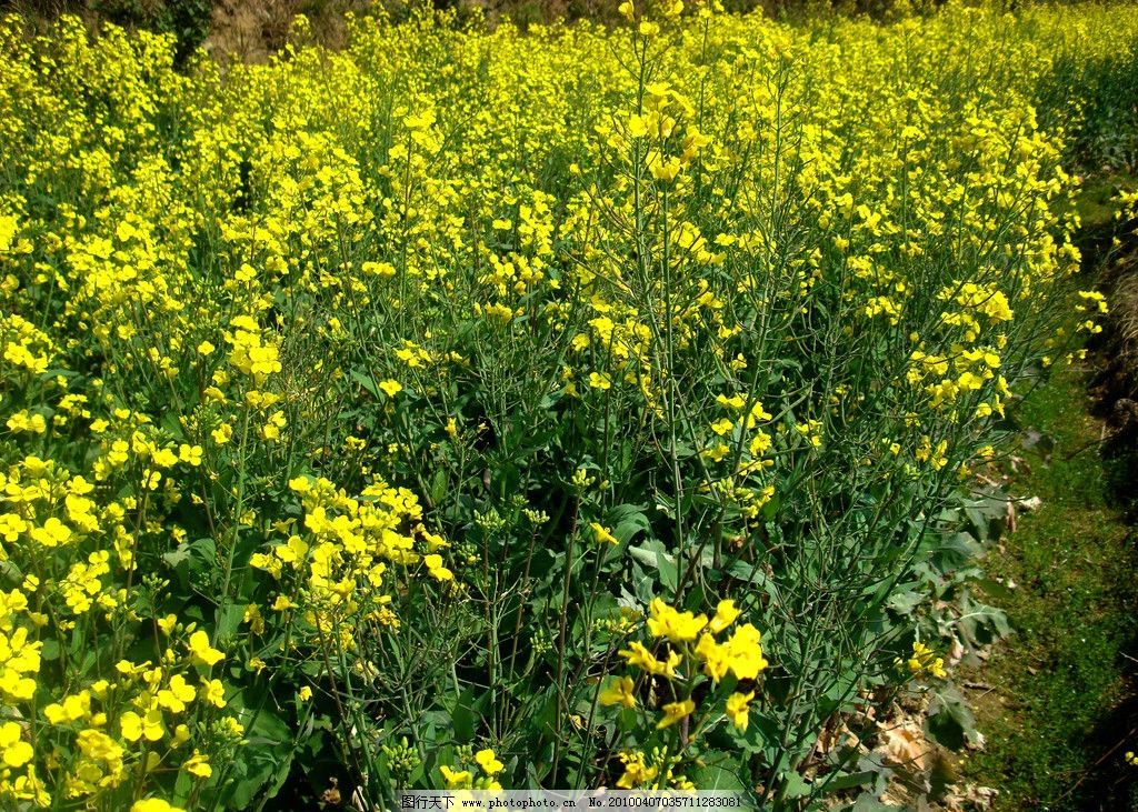 油菜花图片图片