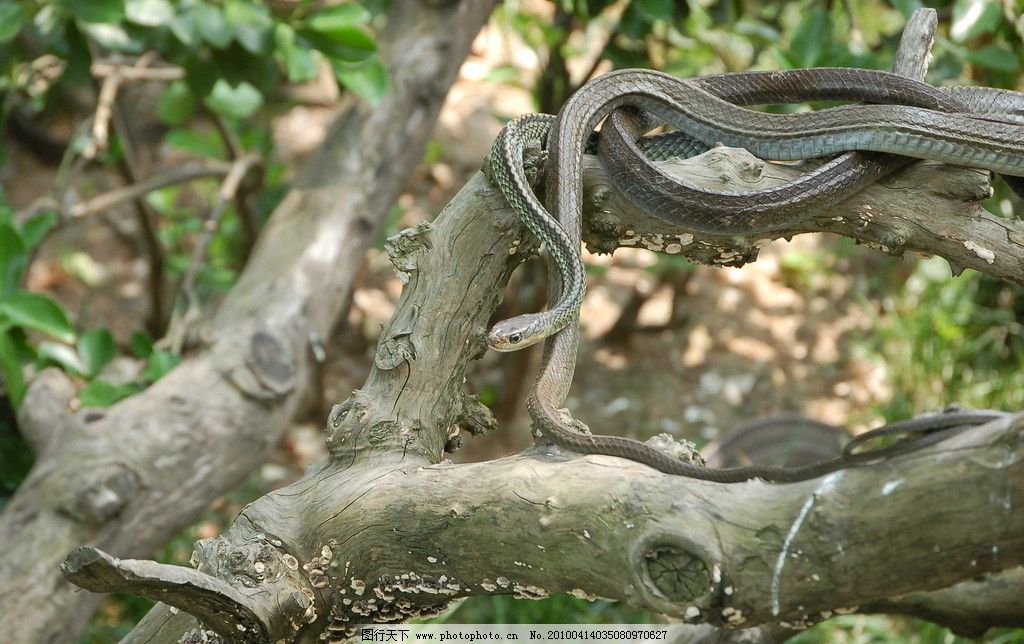 树上之蛇 爬行 动物篇 野生动物 生物世界 摄影