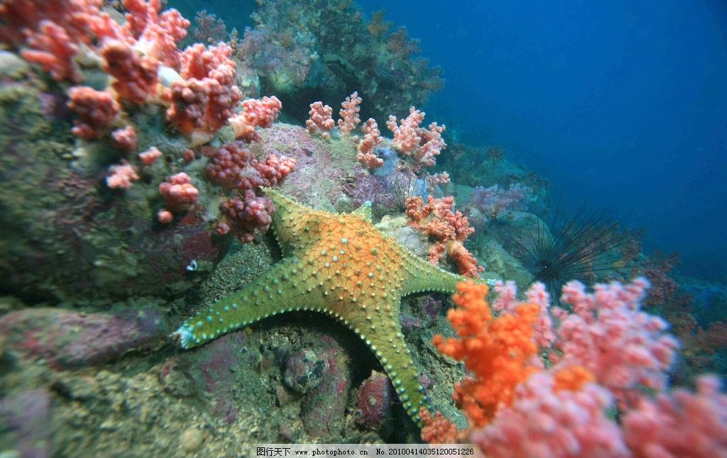 海底世界 自然 景观 景象 生物 动物 海底 水中 岩礁 礁石 珊瑚 海洋_动物世界 海底世界 自然 景觀 景象 生物 動物 海底 水中 岩礁 礁石 珊瑚 海洋生物 軟體生物 生物世界 摄影 72DPI JPG