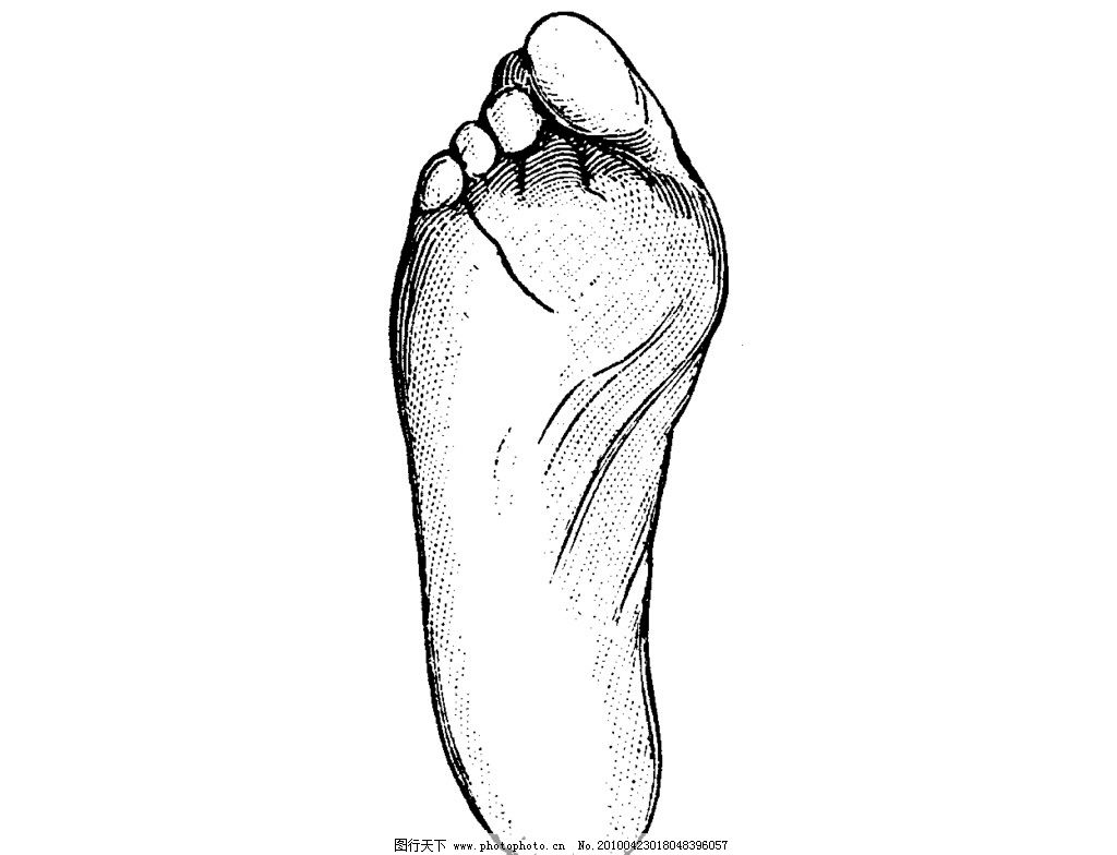 足部图 医学 人体 解剖 骨骼 肌肉 血管 脚 人体