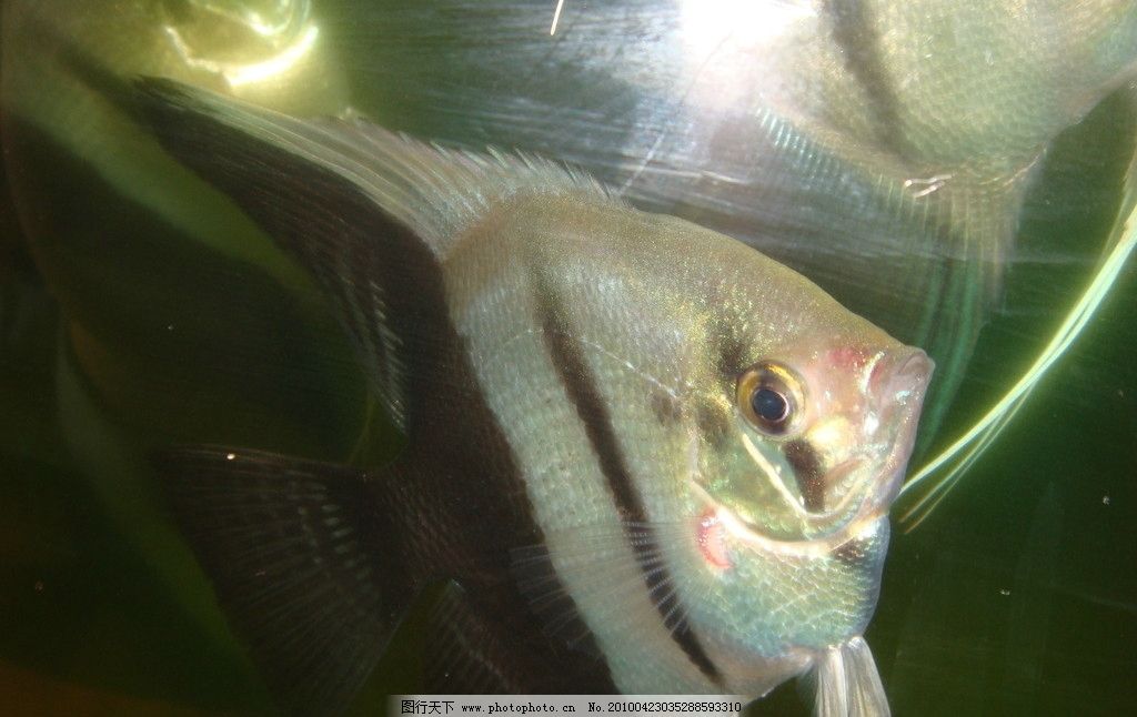 怎么能看出来热带鱼什么时候下崽