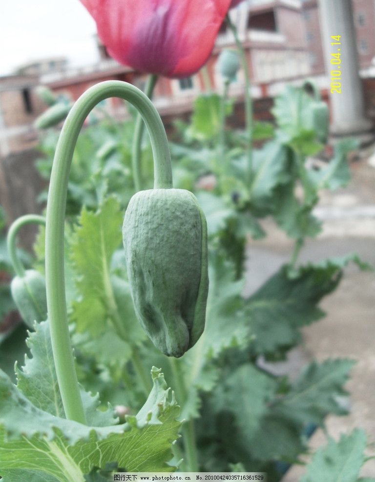 罂粟 大烟 罂粟花苞 鸦片 罂粟花 英雄花 毒品 (罂子粟 阿芙蓉 御米 象谷 米囊 囊子 莺粟) 罂粟花开 花草 生物世界 摄影 72DPI JPG