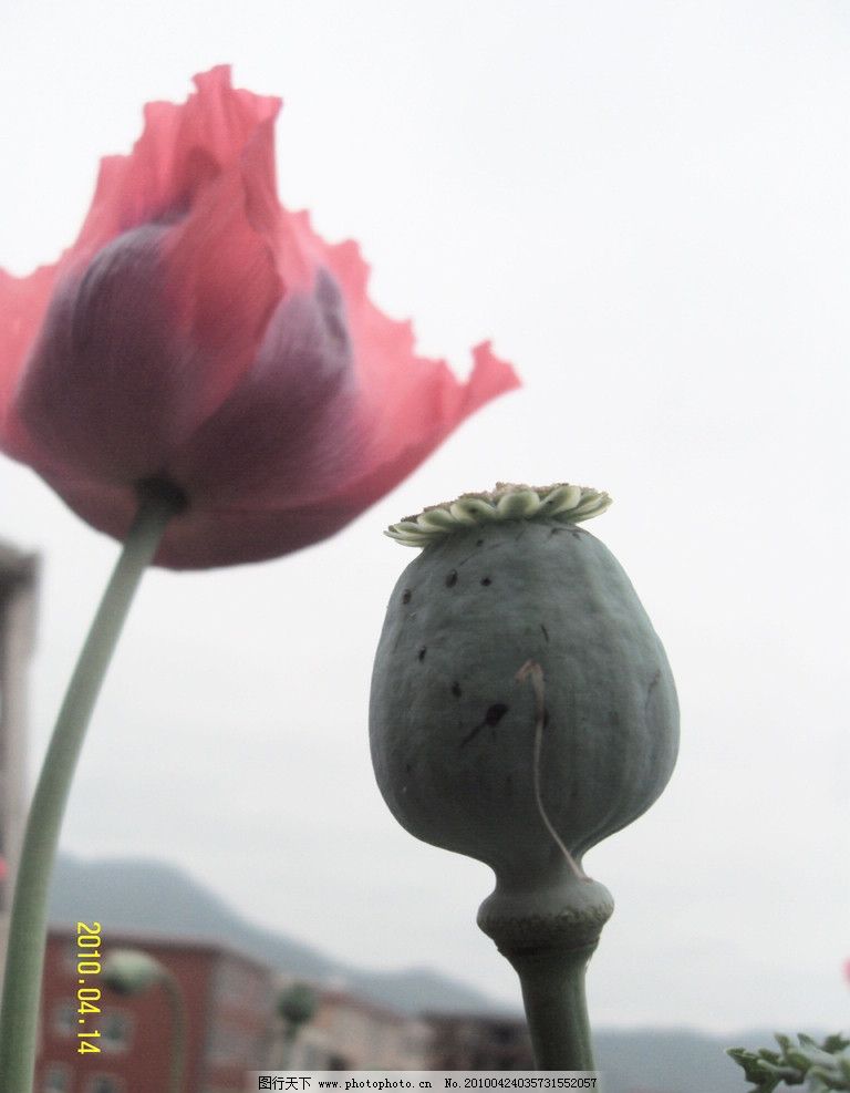 罂粟花果 大烟 罂粟果实 鸦片 罂粟花 英雄花 毒品 罂粟 (罂子粟 阿芙蓉 御米 象谷 米囊 囊子 莺粟) 罂粟花开 花草 生物世界 摄影 72DPI JPG