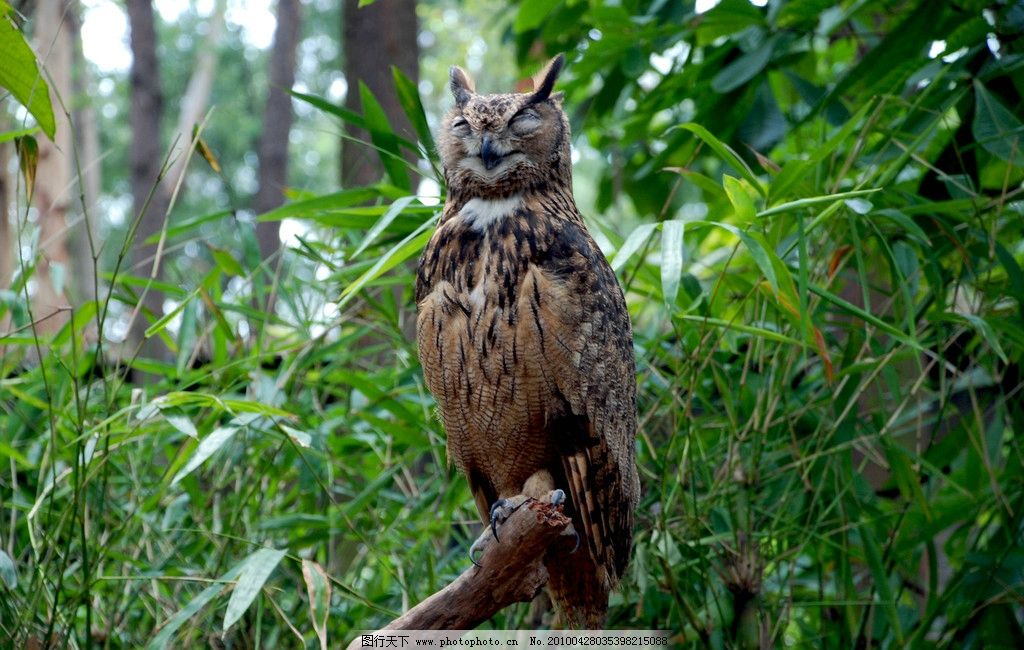 闭目养神 野生动物 猫头鹰 长隆野生动物园 树