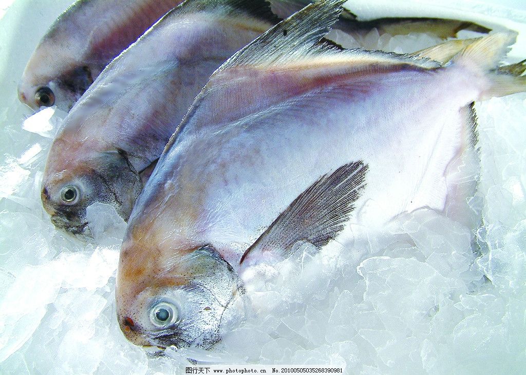 冰块鱼