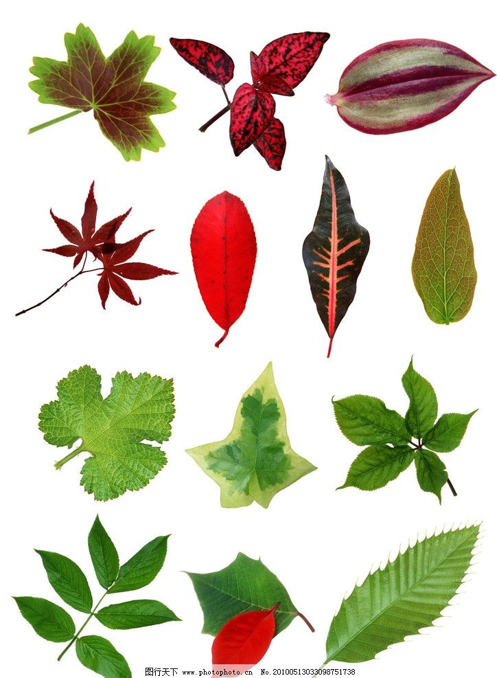 彩色植物叶子 植物叶子 叶子上的水珠 秋季 美丽的 美景 清洁的 特写图片