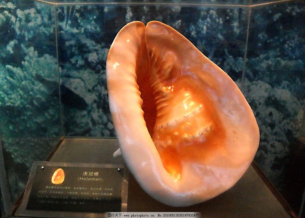 四大海螺之唐冠螺图片