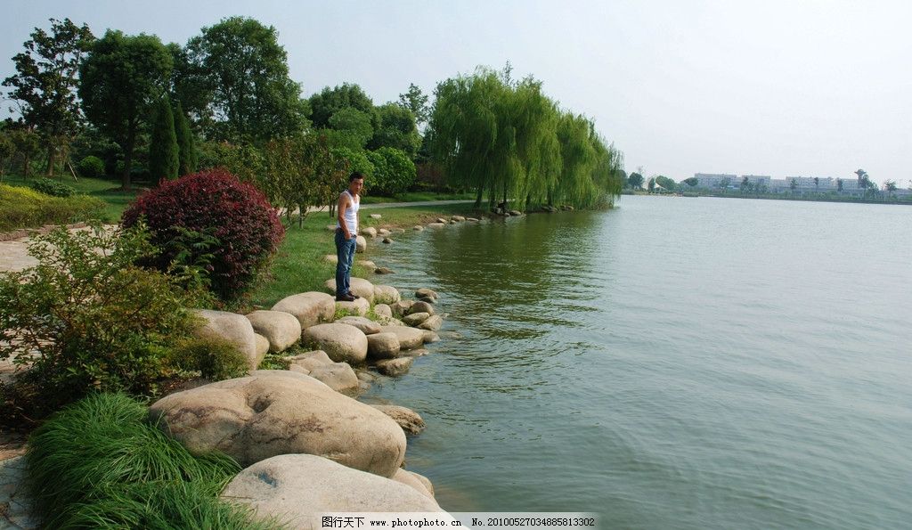 湖边 垂柳 园林 绿荫 树木 木桥 风景 石头 公园 自然风景