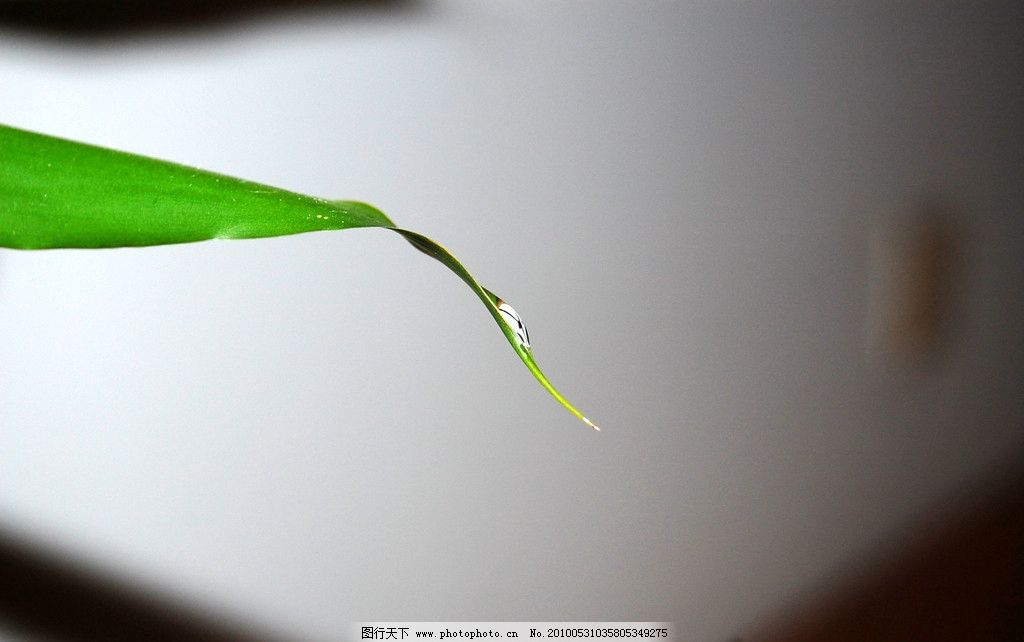 大自然 生物 植物图片