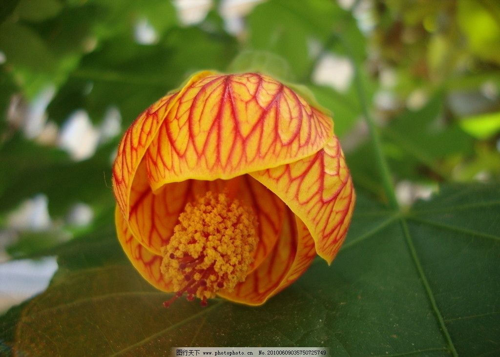 灯笼花-灯笼花图片