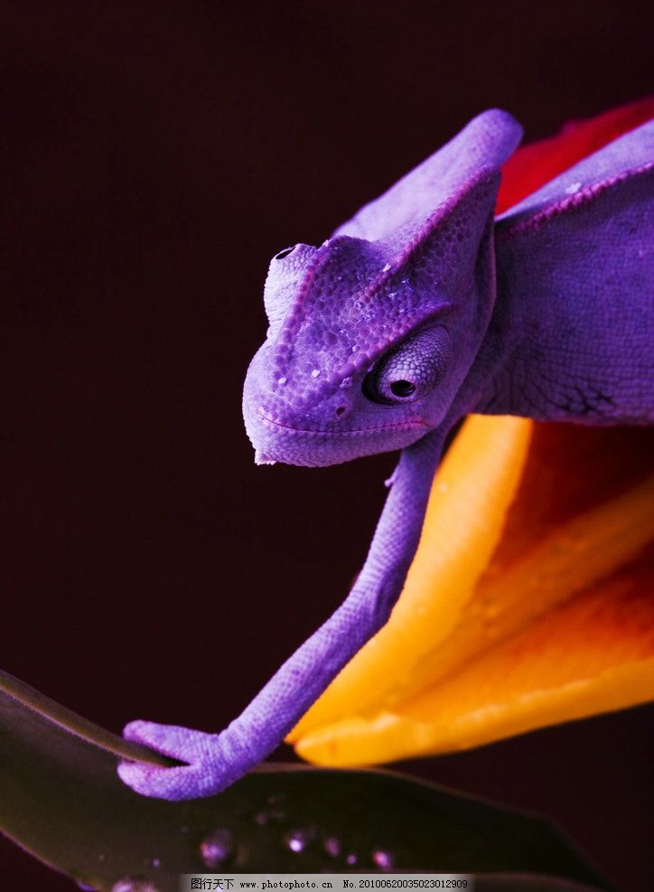 超大变色龙图片,蜥蜴亚目 避役 脊椎动物 爬行动