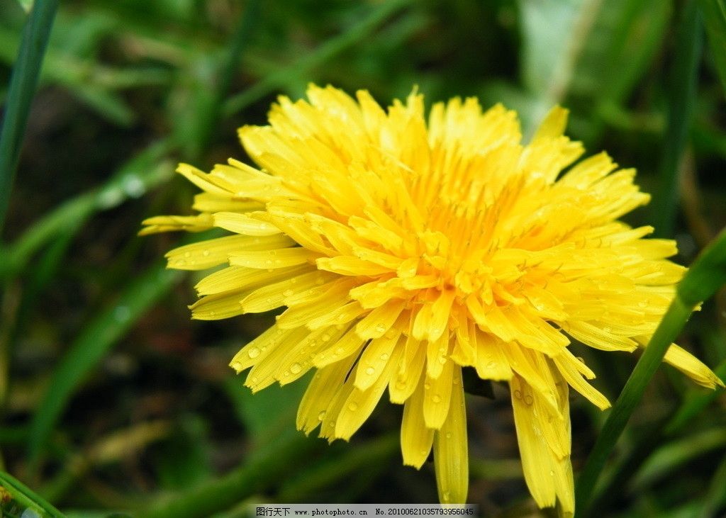 苦苣菜 花卉 野生植物 观赏性植物 观赏性花卉