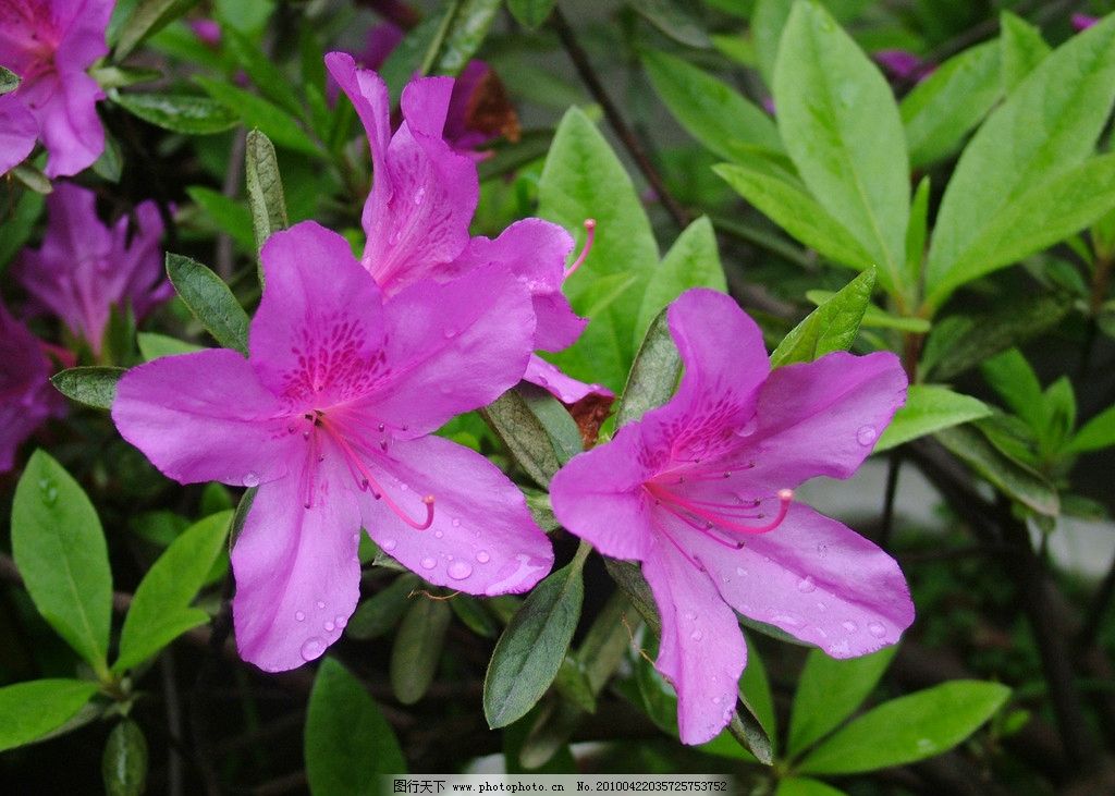 杜鹃花,水珠,自然景观,其他,春,摄影图库,花草,生物世界,摄影,72DPI,JPG