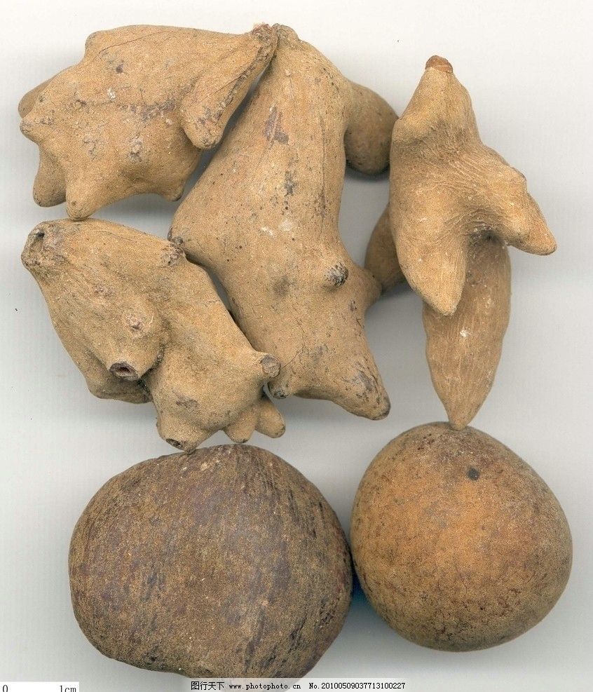 五倍子,中药,中草药,其他,生活百科,摄影,72DPI,JPG