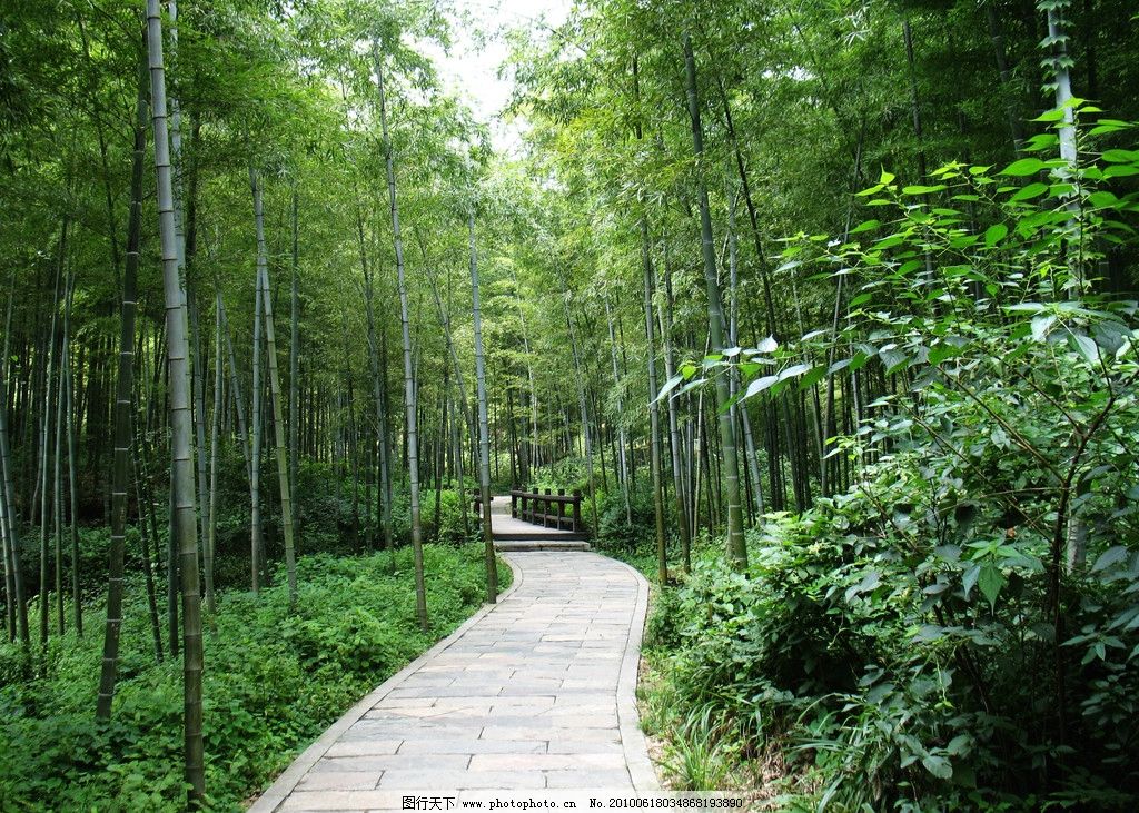 竹林小道 柱子 小路 翠竹 竹林 自然风景 自然景观 摄影 180dpi jpg